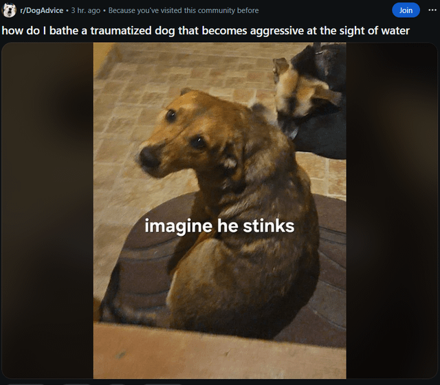 r/DogAdvice ⚫ 3 hr. ago ⚫ Because you've visited this community before Join how do I bathe a traumatized dog that becomes aggressive at the sight of water imagine he stinks