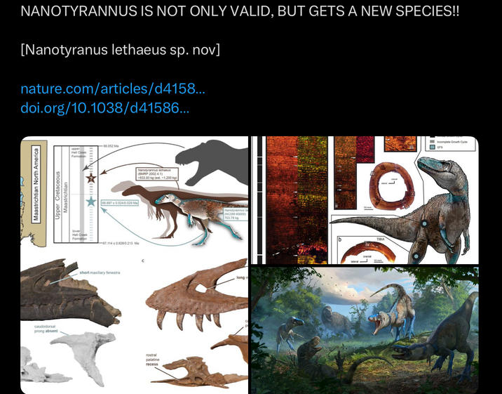 NANOTYRANNUS IS NOT ONLY VALID, BUT GETS A NEW SPECIES!! [Nanotyranus lethaeus sp. nov] nature.com/articles/d4158... doi.org/10.1038/d41586... Maastrichtian North America caudodorsal prong absent Upper Cretaceous Maastrichtian lower upper Hell Creek Formation Hell Creek Formation 66.052 Ma 66.897 0.024/0.029 Ma -67.114±0.828/0.213 Ma short maxillary fenestra Nanotyrannus lethaeus (BMRP 2002.4.1) >833.93 kg (est. -1.200 kg) rostral palatine recess Nanotyrannus la (NCSM 40000) 703.78 kg long m IV TIBIA Incomplete Growth Cycle EFS