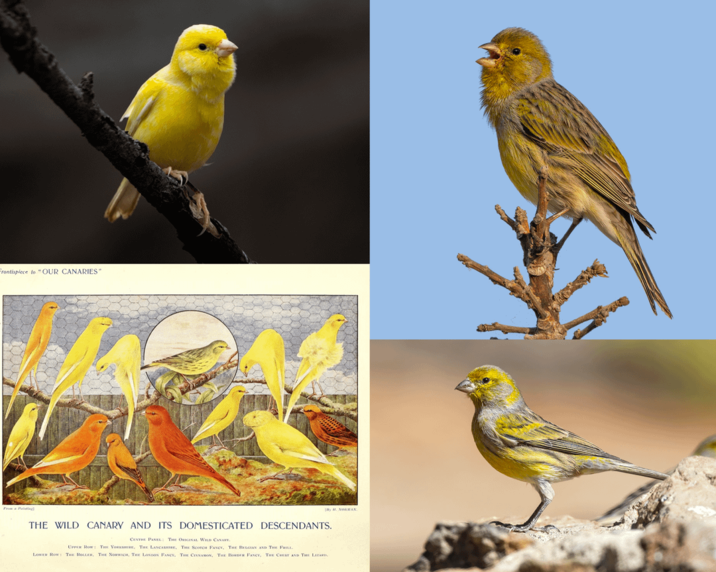 Frontispiece to "OUR CANARIES" Fr By M. NORMAN THE WILD CANARY AND ITS DOMESTICATED DESCENDANTS. CENTRE PANEL: THE OCINAL WILD CANARY. UPPER Row: THE YORKSHIRE, THE LANCASHIRE, THE SCOTCH FANCY, THE BELGIAN AND THE FRILL Lower Row: THE BOLLER, THE NowwicH, THE LONDON FANCY. THE CINNAMON, THE BORDER FANCY, THE CHEST AND THE LIZARD
