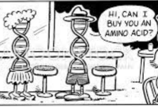 HI, CAN I BUY YOU AN AMINO ACID?