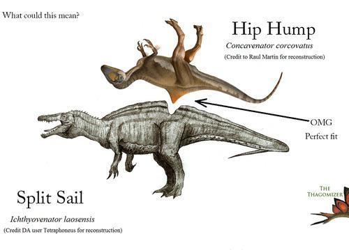 What could this mean? Split Sail Ichthyovenator laosensis (Credit DA user Tetraphoneus for reconstruction) Hip Hump Concavenator corcovatus (Credit to Raul Martin for reconstruction) OMG Perfect fit THE THAGOMIZER