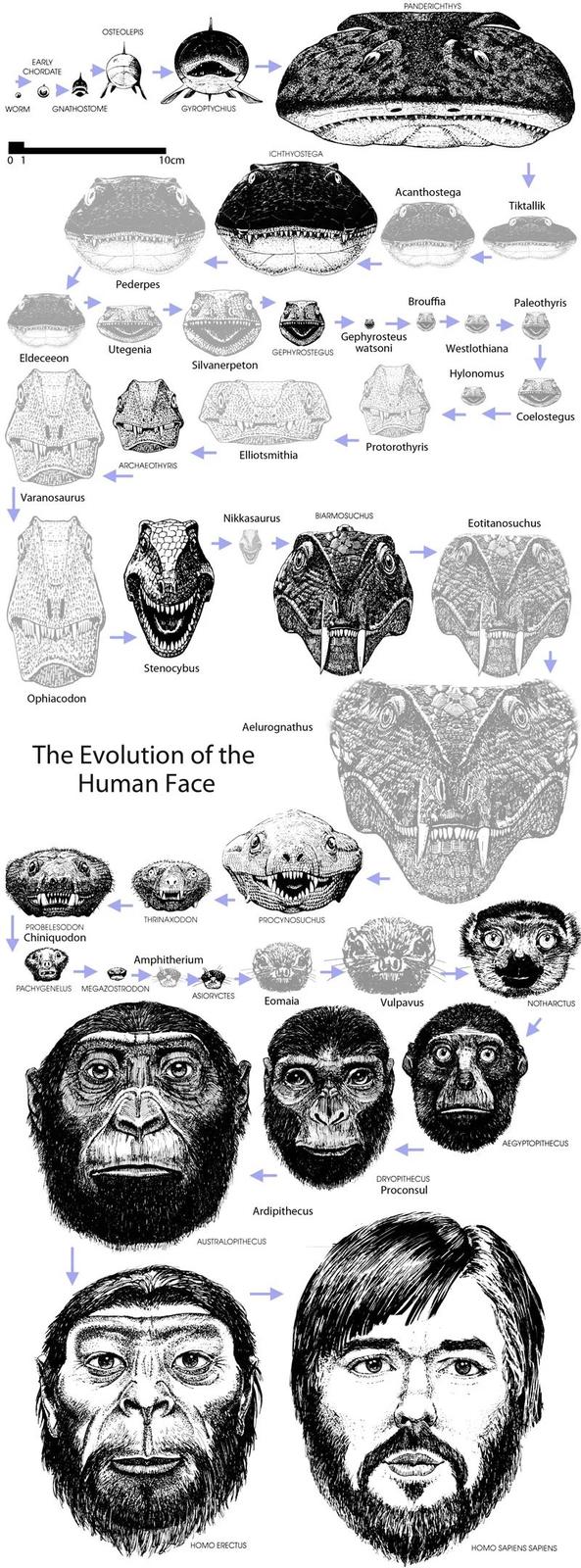 EARLY CHORDATE WORM GNATHOSTOME 0 1 OSTEOLEPIS Pederpes 10cm GYROPTYCHIUS ICHTHYOSTEGA PANDERICHTHYS Acanthostega Tiktallik Utegenia Gephyrosteus watsoni GEPHYROSTEGUS Eldeceeon Silvanerpeton Varanosaurus Brouffia Protorothyris Elliotsmithia ARCHAEOTHYRIS Ophiacodon Stenocybus Nikkasaurus BIARMOSUCHUS Aelurognathus The Evolution of the Human Face THRINAXODON PROCYNOSUCHUS PROBELESODON Chiniquodon Amphitherium PACHYGENELUS MEGAZOSTRODON Westlothiana Hylonomus Paleothyris Coelostegus Eotitanosuchus ASIORYCTES Eomaia Vulpavus 900 DRYOPITHECUS Proconsul NOTHARCTUS AEGYPTOPITHECUS Ardipithecus AUSTRALOPITHECUS H--- ERECTUS H--- SAPIENS SAPIENS