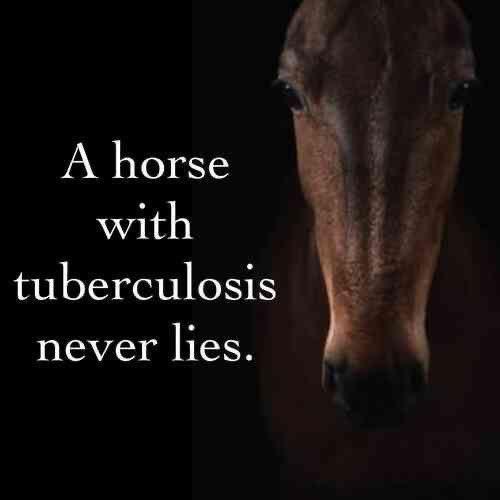 A horse with tuberculosis never lies.
