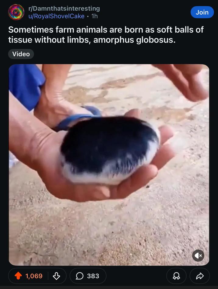 r/Damnthatsinteresting Join u/RoyalShovelCake • 1h Sometimes farm animals are born as soft balls of tissue without limbs, amorphus globosus. Video 1,069 ☐ 383
