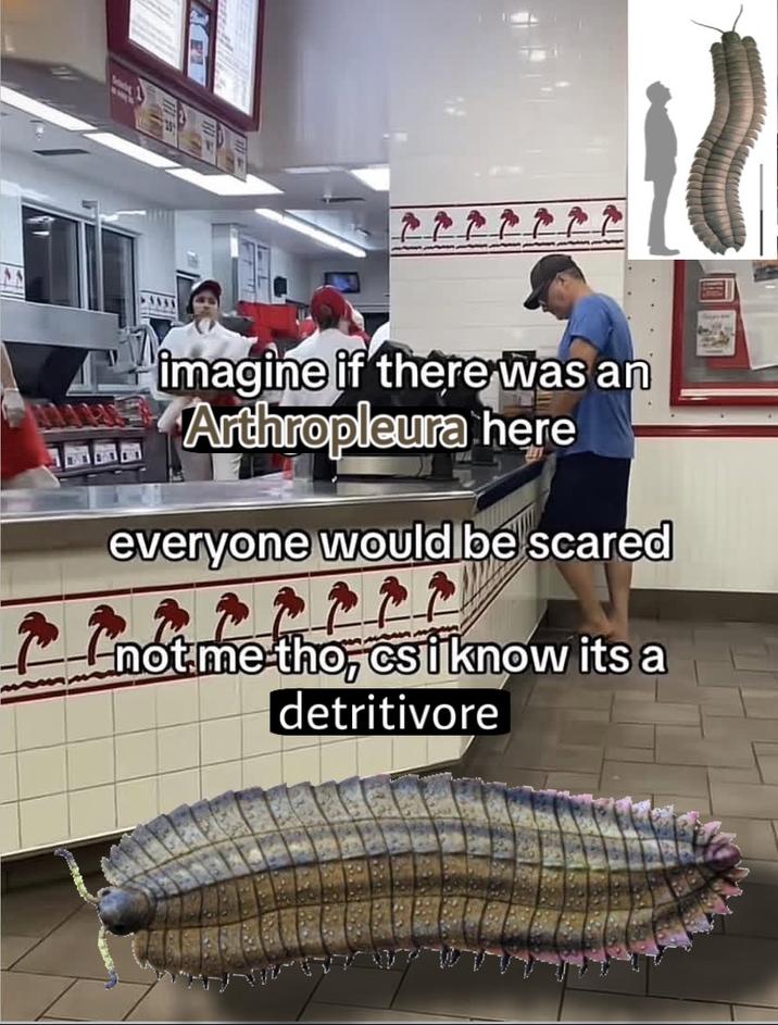 imagine if there was an Arthropleura here everyone would be scared p a r r r r r not me tho, csi know its a detritivore