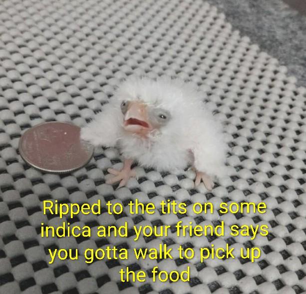 Ripped to the t--- on some indica and your friend says you gotta walk to pick up the food