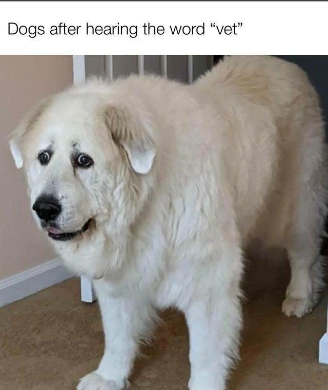 Dogs after hearing the word "vet"