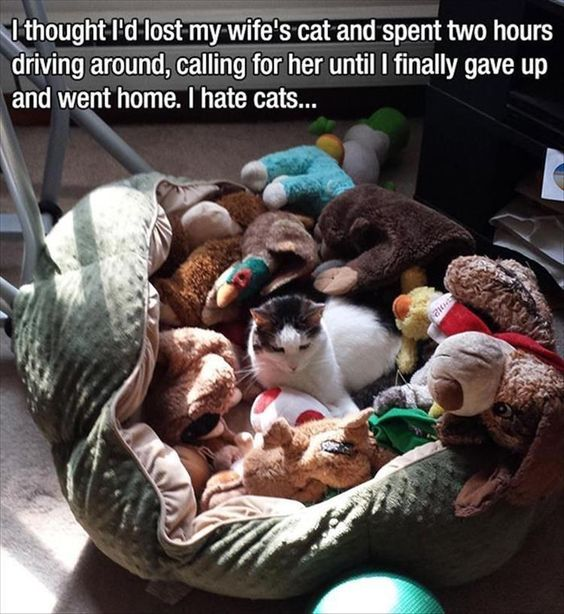 I thought I'd lost my wife's cat and spent two hours driving around, calling for her until I finally gave up and went home. I hate cats...