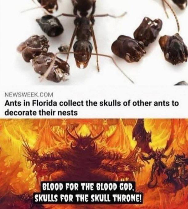 NEWSWEEK.COM Ants in Florida collect the skulls of other ants to decorate their nests BLOOD FOR THE BLOOD GOD, SKULLS FOR THE SKULL THRONE!