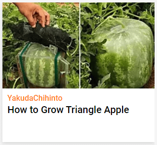 YakudaChihinto How to Grow Triangle Apple