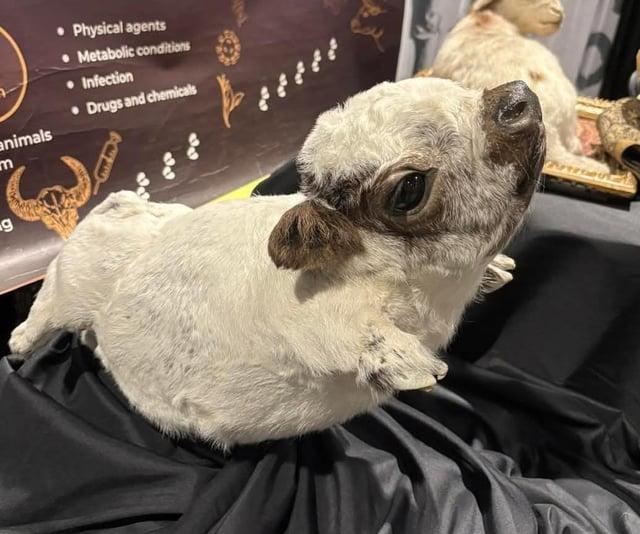 animals m g • Physical agents Metabolic conditions Infection Drugs and chemicals 9 علي علي علي علي علي of of of of