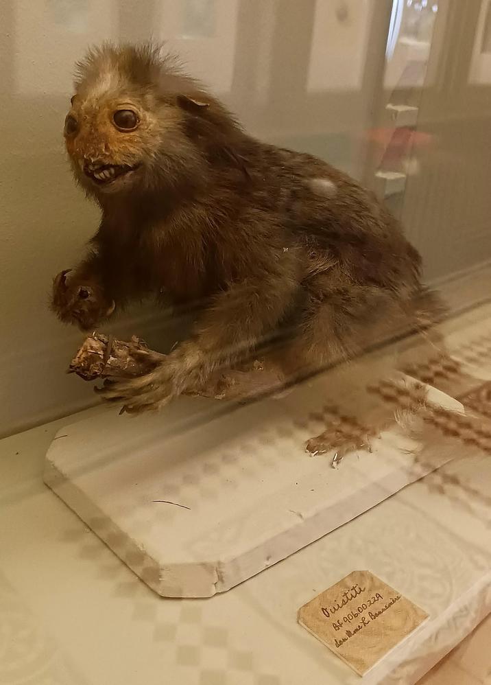 Quistiti BF 906.00.229 don me L. Bonnemère