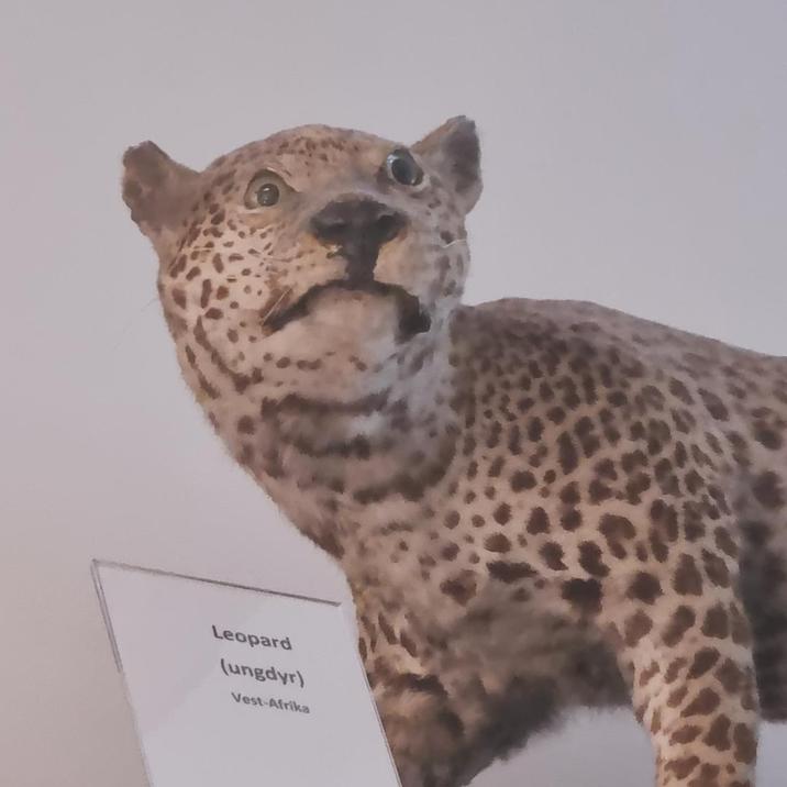 Leopard (ungdyr) Vest-Afrika