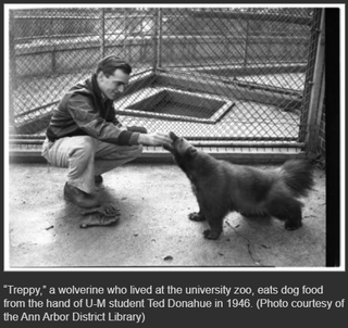"Treppy," a wolverine who lived at the university zoo, eats dog food from the hand of U-M student Ted Donahue in 1946. (Photo courtesy of the Ann Arbor District Library)