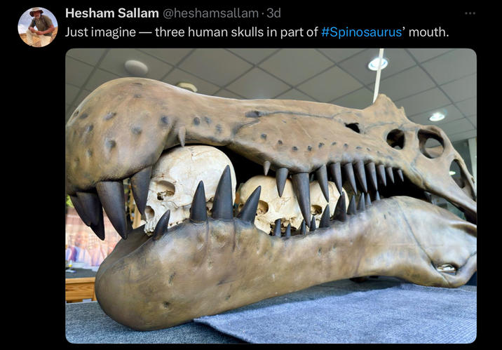 Hesham Sallam @heshamsallam .3d Just imagine — three human skulls in part of #Spinosaurus' mouth.