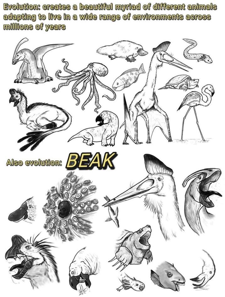 Evolution: creates a beautiful myriad of different animals adapting to live in a wide range of environments across millions of years Also evolution: BEAK