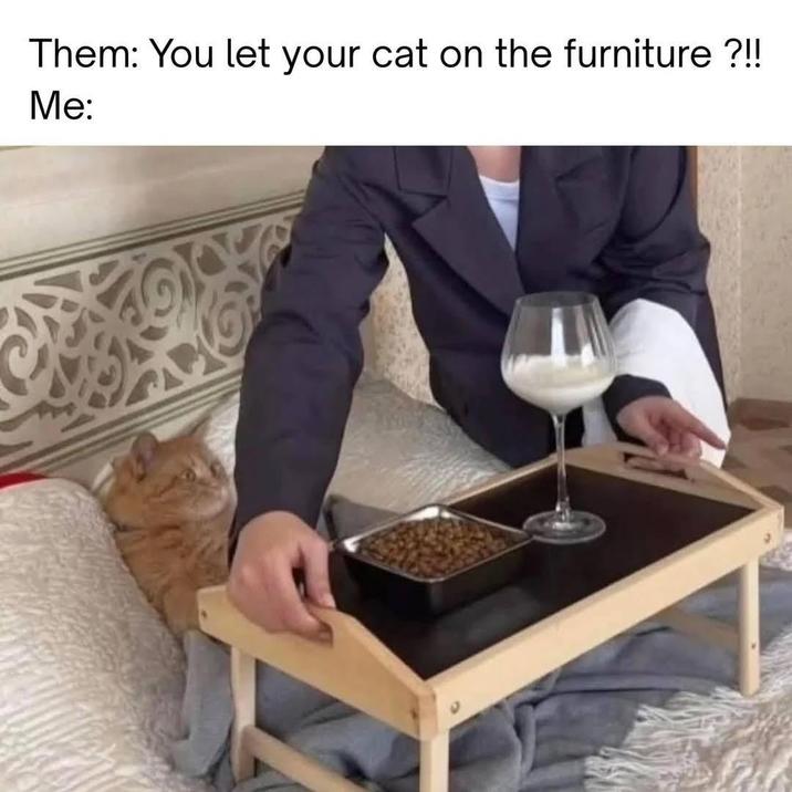 Them: You let your cat on the furniture ?!! Me:
