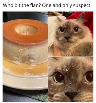 Who bit the flan? One and only suspect