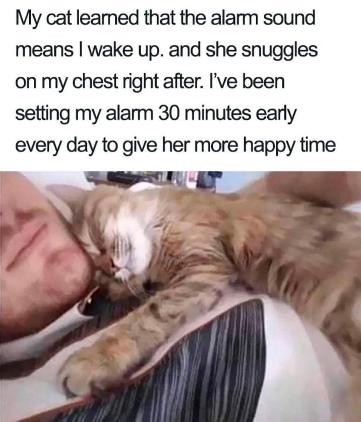 My cat learned that the alarm sound means I wake up. and she snuggles on my chest right after. I've been setting my alarm 30 minutes early every day to give her more happy time