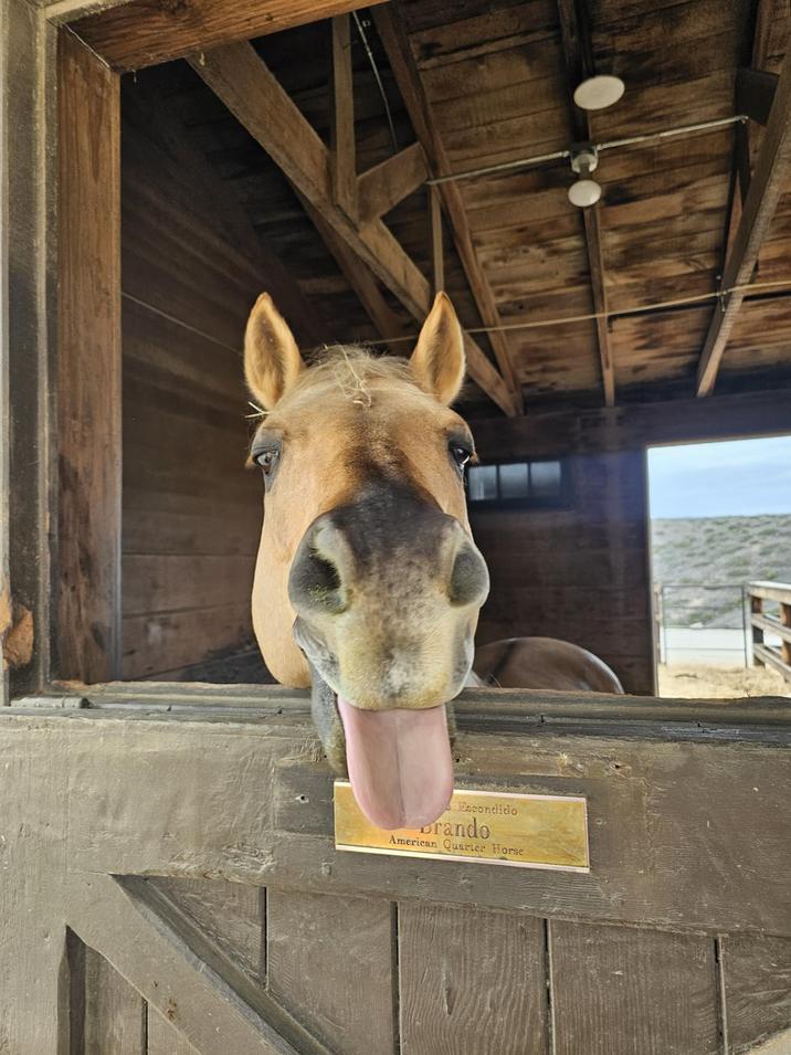 Escondido Brando American Quarter Horse