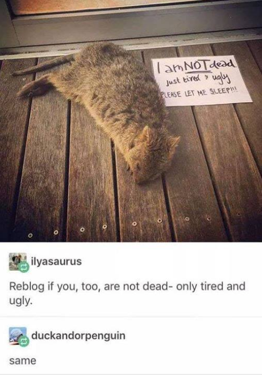 lam NOT dead ugly Just tired PLEASE LET ME SLEEP!!! ilyasaurus Reblog if you, too, are not dead-only tired and ugly. same duckandorpenguin