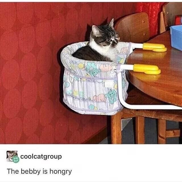 coolcatgroup The bebby is hongry