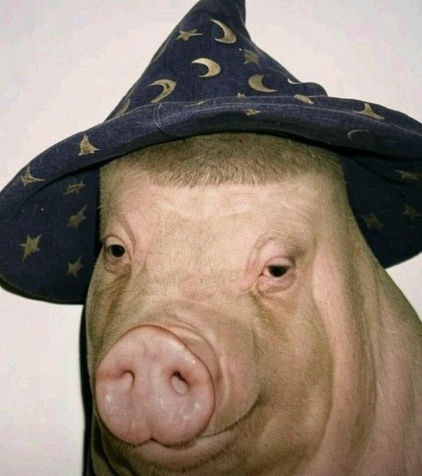 An edit of a pig with a wizard hat. 