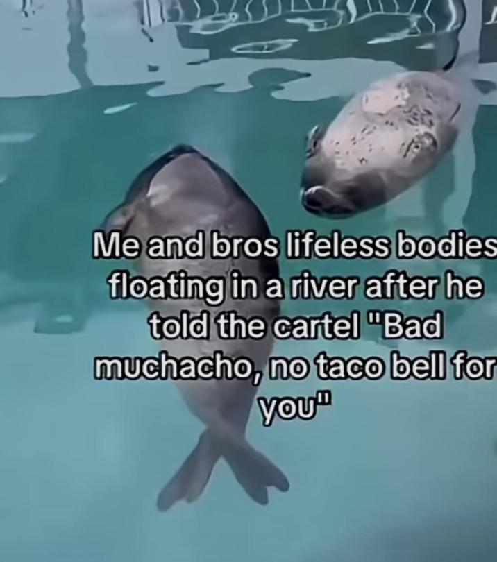 Me and bros lifeless bodies floating in a river after he told the cartel "Bad muchacho, no taco bell for You"