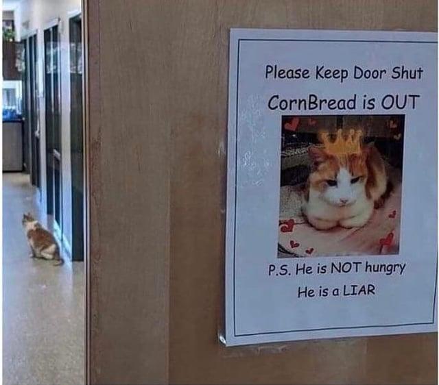 Please Keep Door Shut CornBread is OUT P.S. He is NOT hungry He is a LIAR