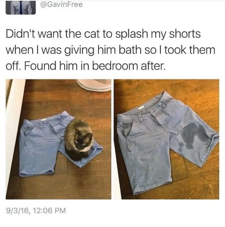 @GavinFree Didn't want the cat to splash my shorts. when I was giving him bath so I took them off. Found him in bedroom after. 9/3/16, 12:06 PM
