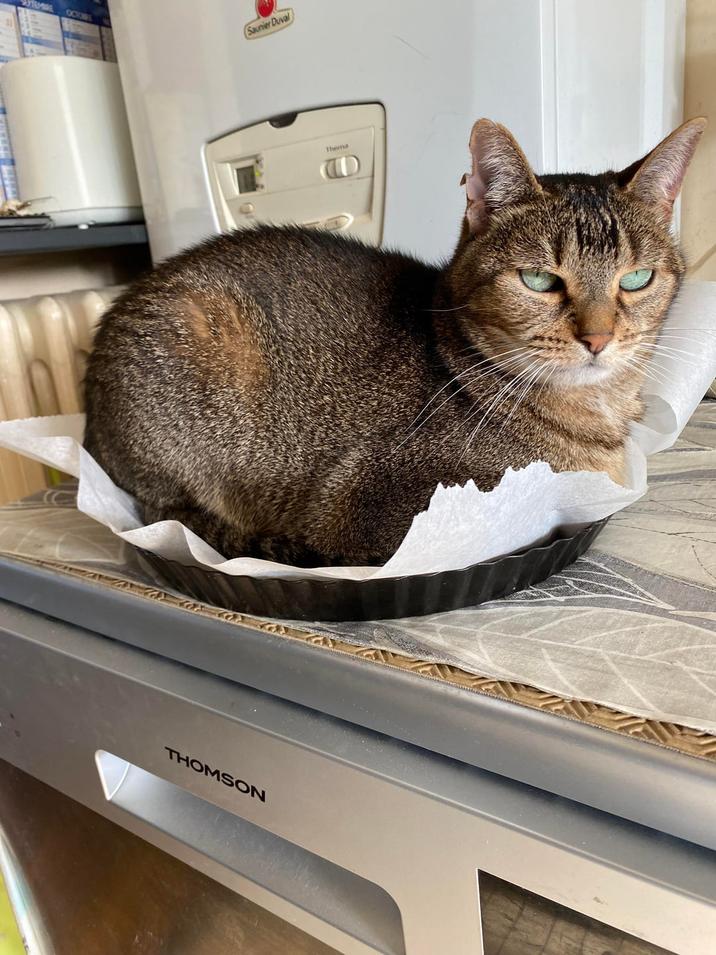 THOMSON Saunier Duval Thema W