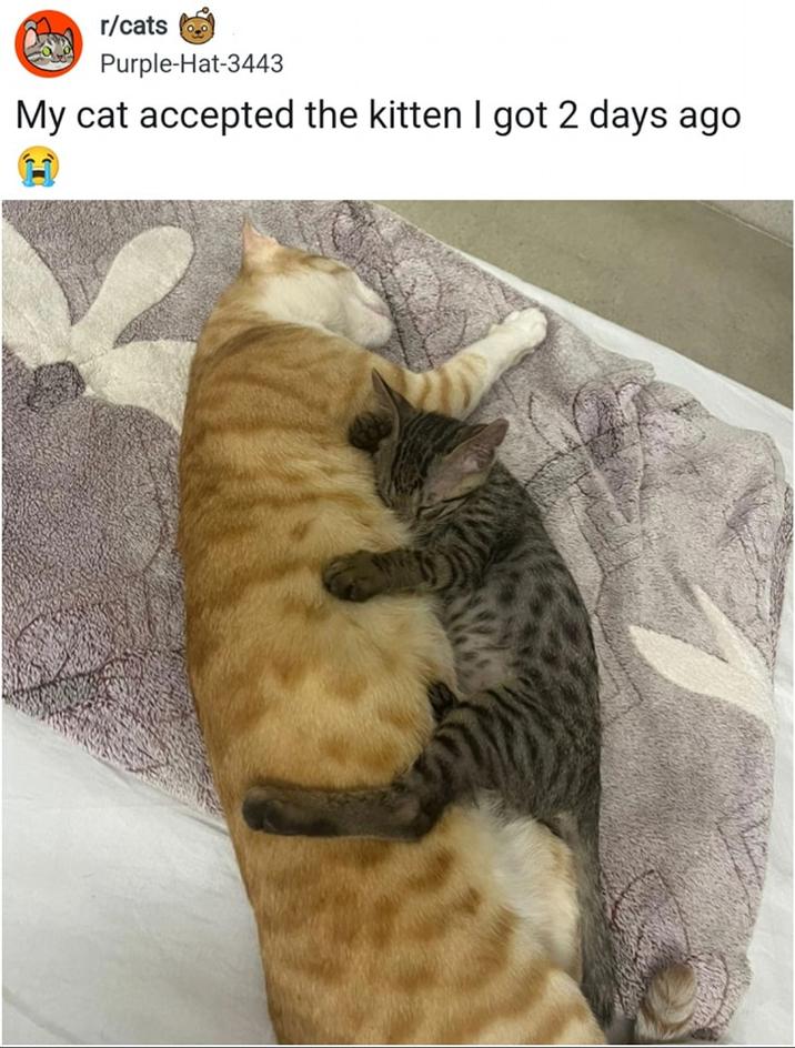 r/cats Purple-Hat-3443 My cat accepted the kitten I got 2 days ago