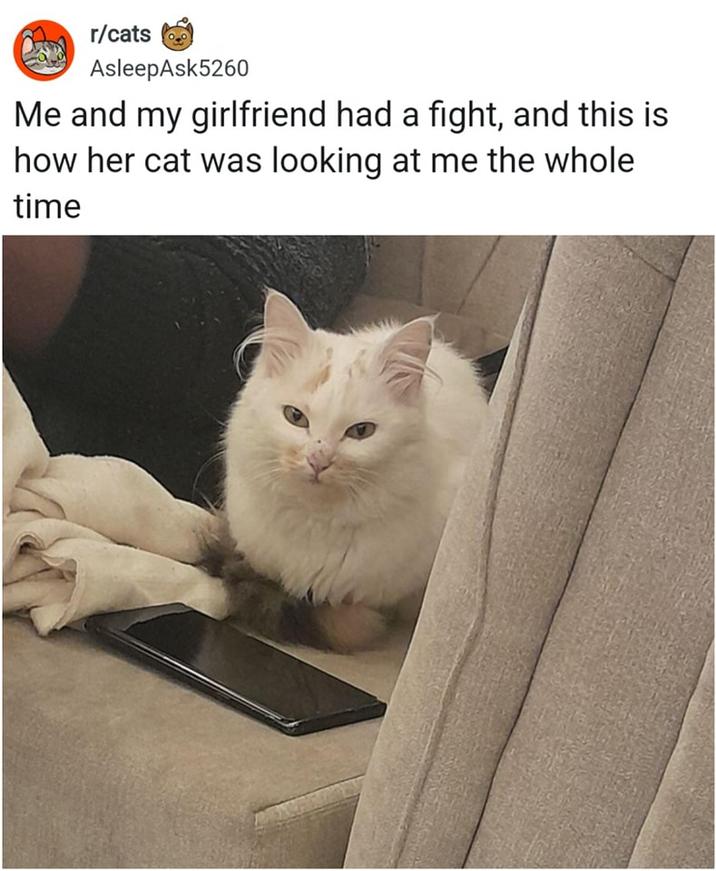 r/cats AsleepAsk5260 Me and my girlfriend had a fight, and this is how her cat was looking at me the whole time
