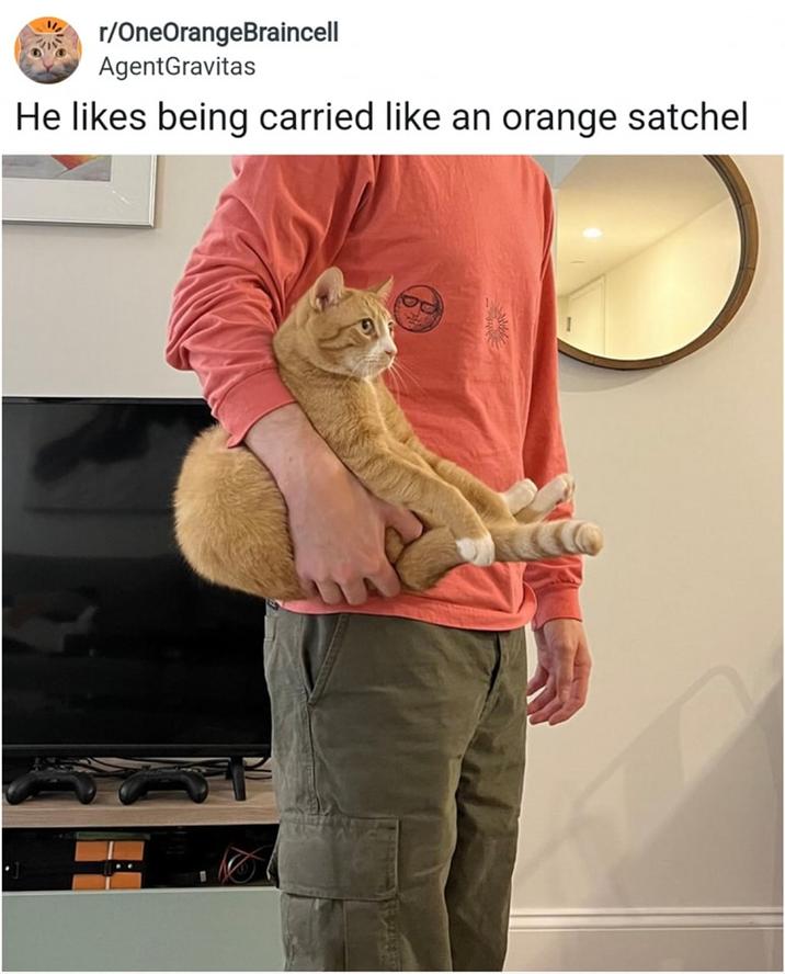 r/OneOrangeBraincell AgentGravitas He likes being carried like an orange satchel