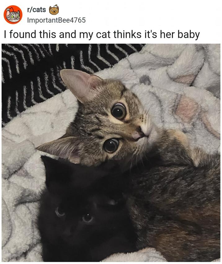 r/cats ImportantBee4765 I found this and my cat thinks it's her baby