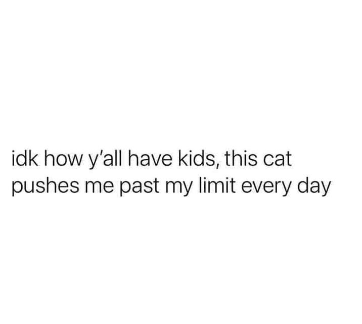 idk how y'all have kids, this cat pushes me past my limit every day