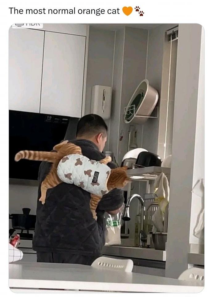 The most normal orange cat TIDI