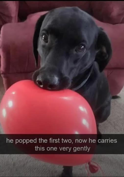 he popped the first two, now he carries this one very gently