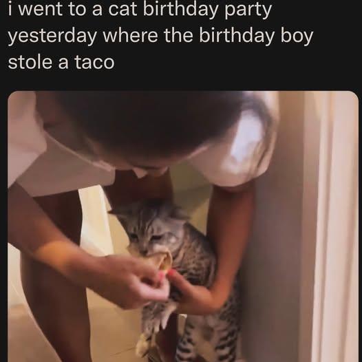 i went to a cat birthday party yesterday where the birthday boy stole a taco