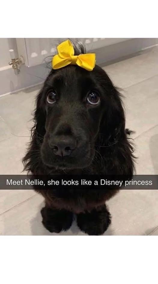 Meet Nellie, she looks like a Disney princess