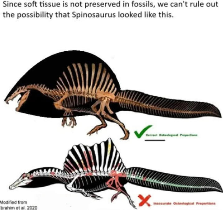 Since soft tissue is not preserved in fossils, we can't rule out the possibility that Spinosaurus looked like this. Correct Outeslogical Proportions Modified from Inaccurate Osteological Proportions Ibrahim et al. 2020