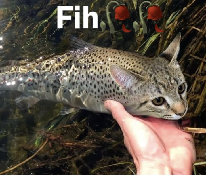 A "Fih" meme, showing a "cat":https://knowyourmeme.com/memes/subcultures/cats "photoshopped":https://knowyourmeme.com/memes/sites/photoshop onto a fish's head. 