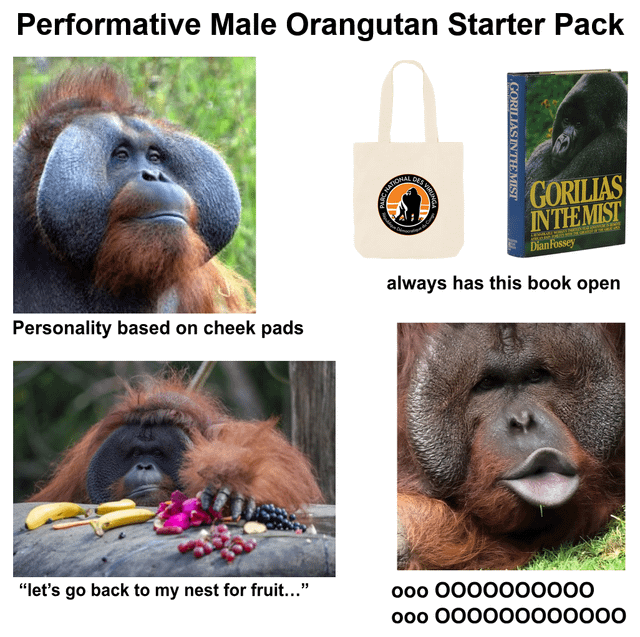 Performative Male Orangutan Starter Pack Personality based on cheek pads NATIONAL DES GORILIAS INTHEMIST GORILIAS INTHEMIST Dian Fossey always has this book open "let's go back to my nest for fruit..." 000 0000000000 000 000000000000