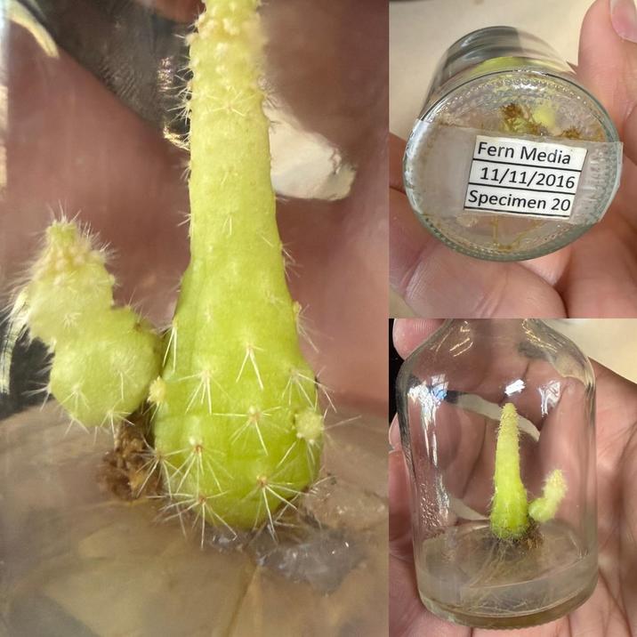 Fern Media 11/11/2016 Specimen 20
