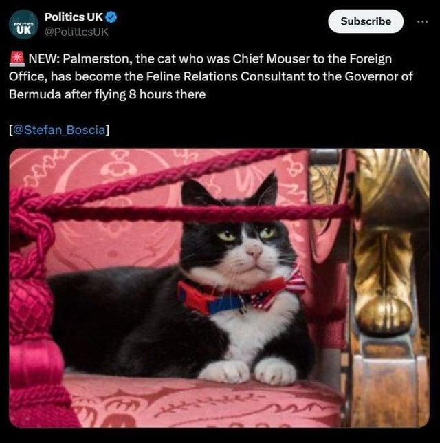 POLITICS Politics UK UK @PoliticsUK Subscribe NEW: Palmerston, the cat who was Chief Mouser to the Foreign Office, has become the Feline Relations Consultant to the Governor of Bermuda after flying 8 hours there [@Stefan Boscia] 2439 55 مولى
