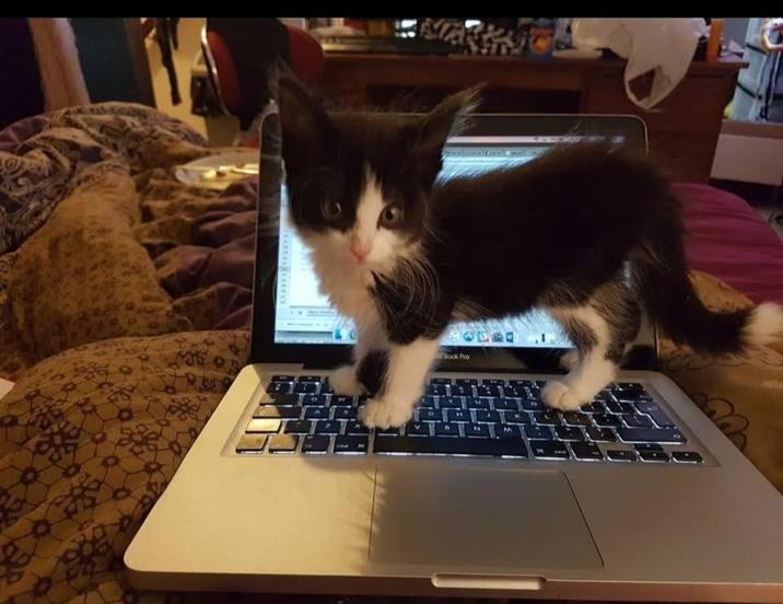 Book Pro