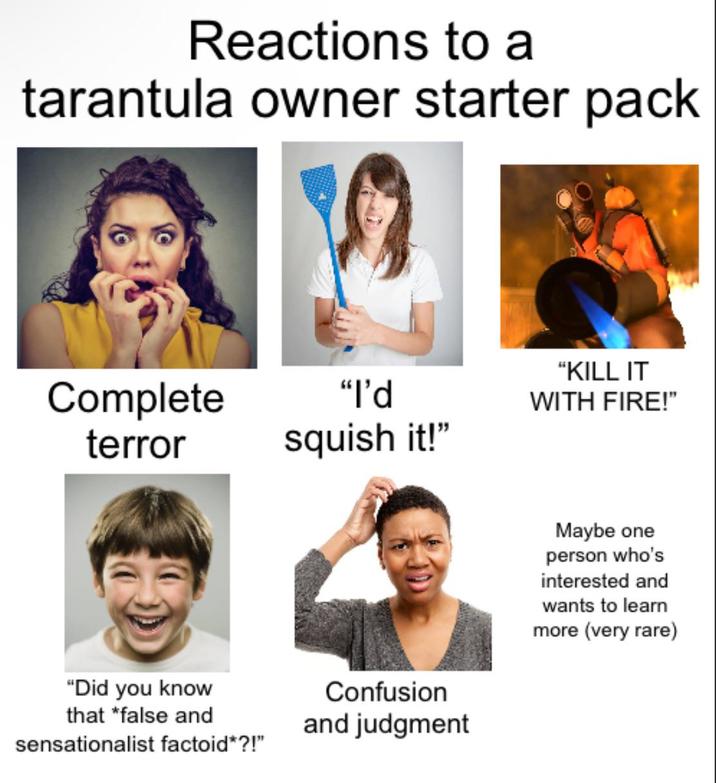 Reactions to a tarantula owner starter pack Complete terror "I'd squish it!" "KILL IT WITH FIRE!" "Did you know that *false and sensationalist factoid*?!" Confusion and judgment Maybe one person who's interested and wants to learn more (very rare)