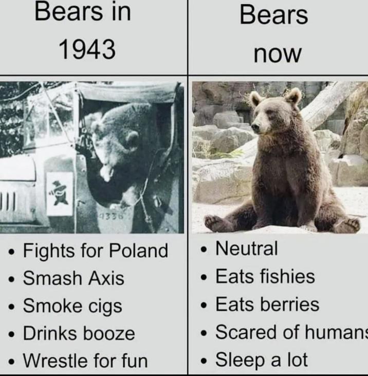 Bears in 1943 Bears now 4336 Fights for Poland Smash Axis • Smoke cigs Drinks booze Wrestle for fun • Neutral Eats fishies • Eats berries • Scared of humans Sleep a lot