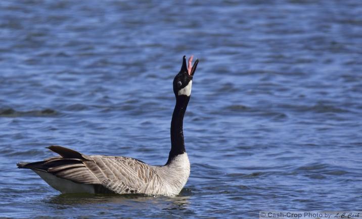 Cash-Crop Photo by: 4. C.Cash