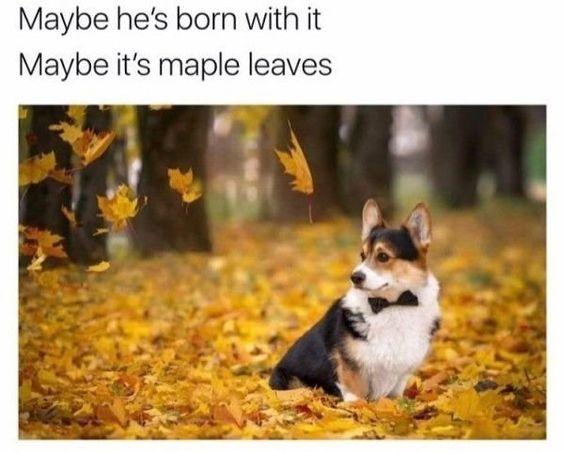Maybe he's born with it Maybe it's maple leaves
